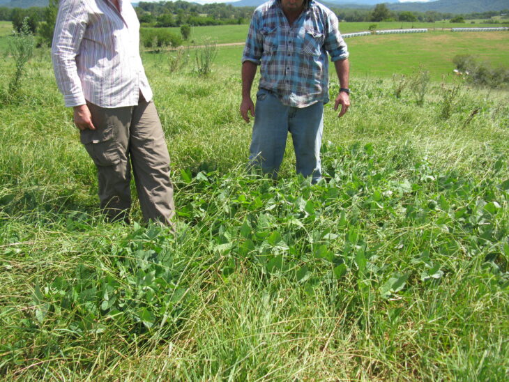 Cowpea - Vigna unguiculata