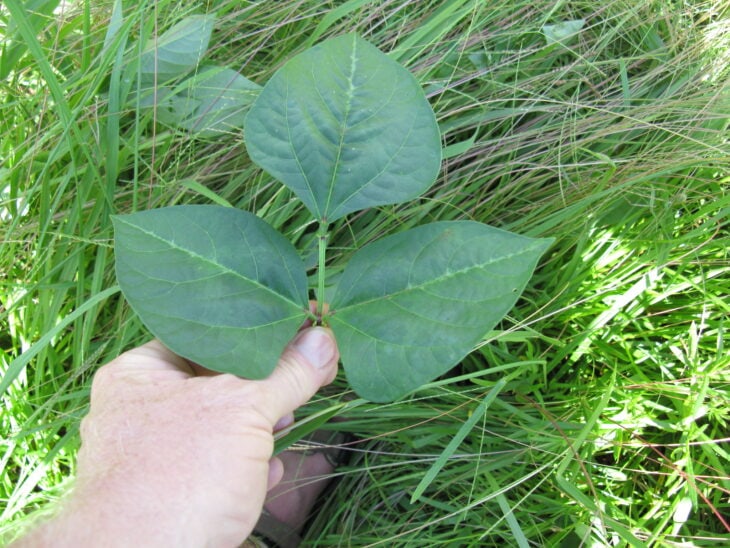Cowpea - Vigna unguiculata