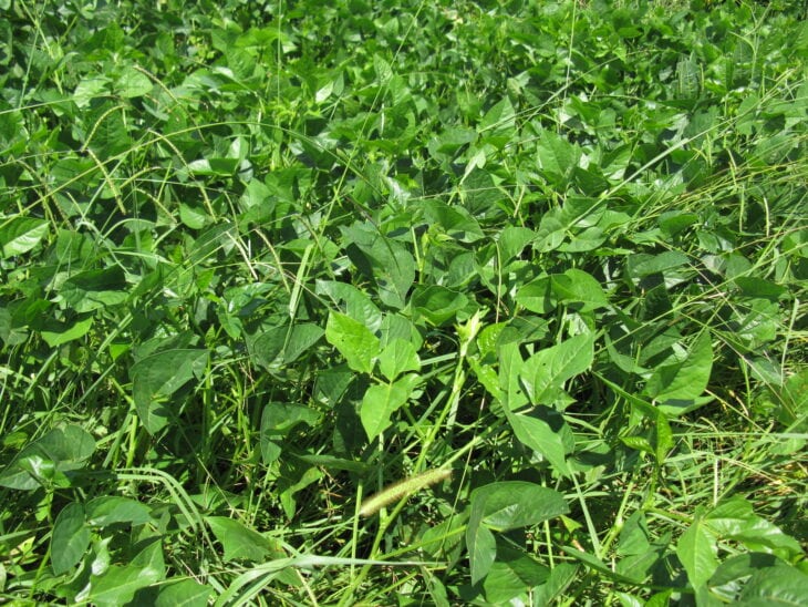 Cowpea - Vigna unguiculata
