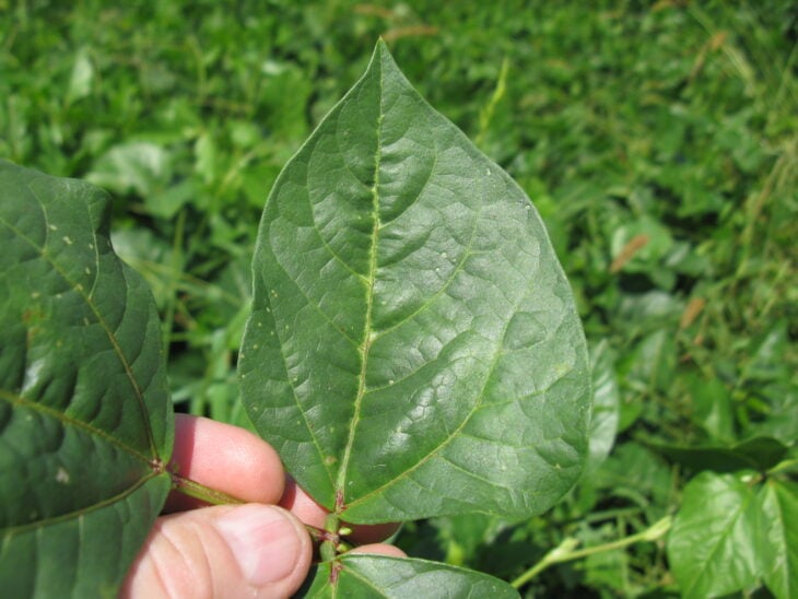 Cowpea - Vigna unguiculata