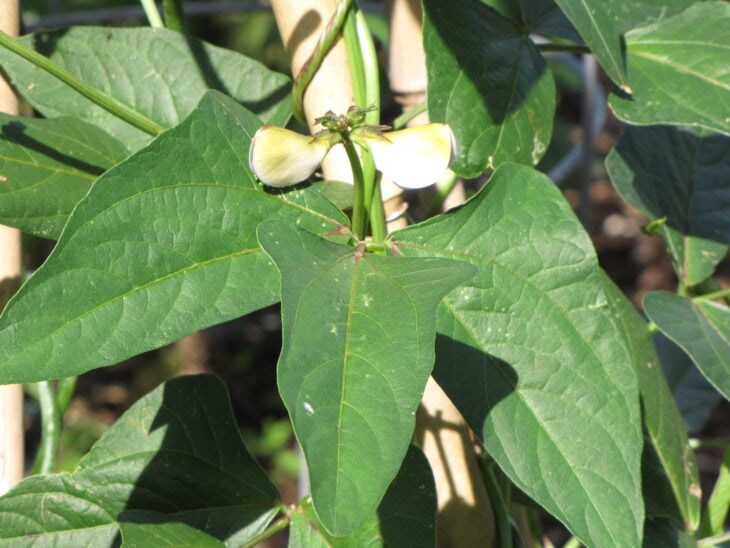Cowpea - Vigna unguiculata
