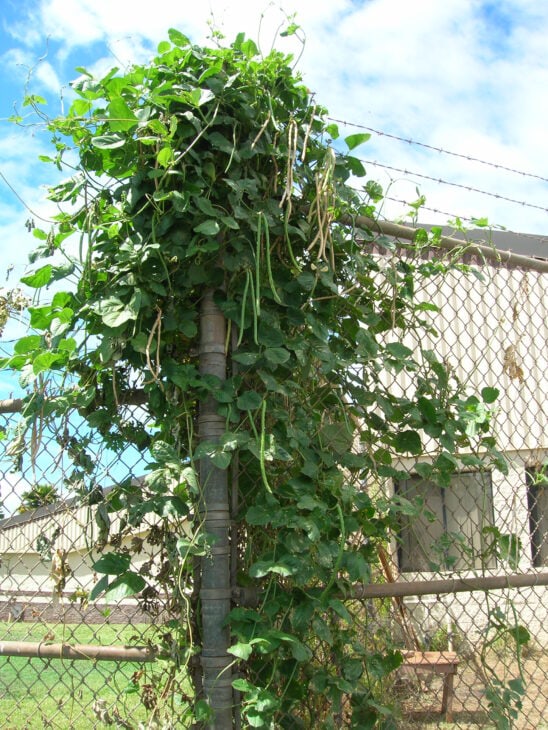 Cowpea - Vigna unguiculata