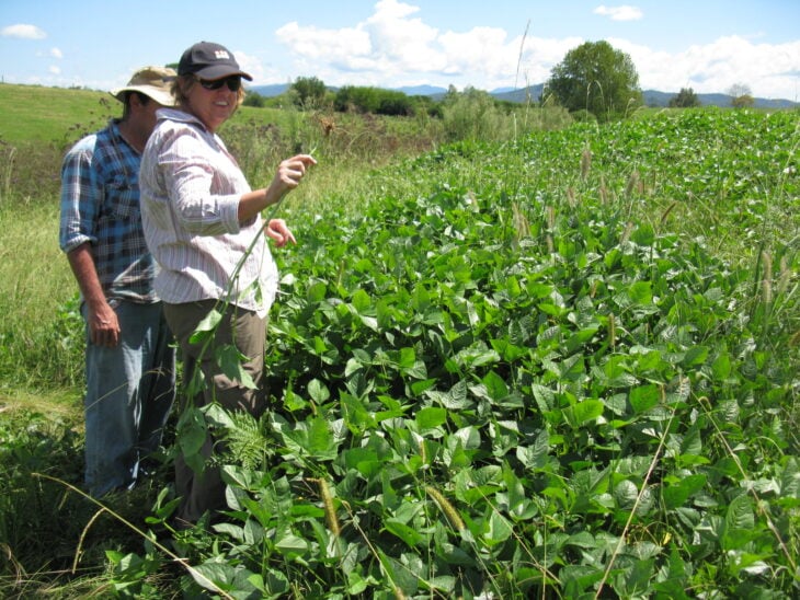 Cowpea - Vigna unguiculata