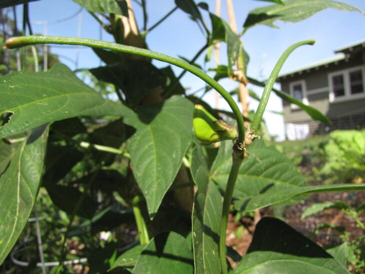 Cowpea - Vigna unguiculata