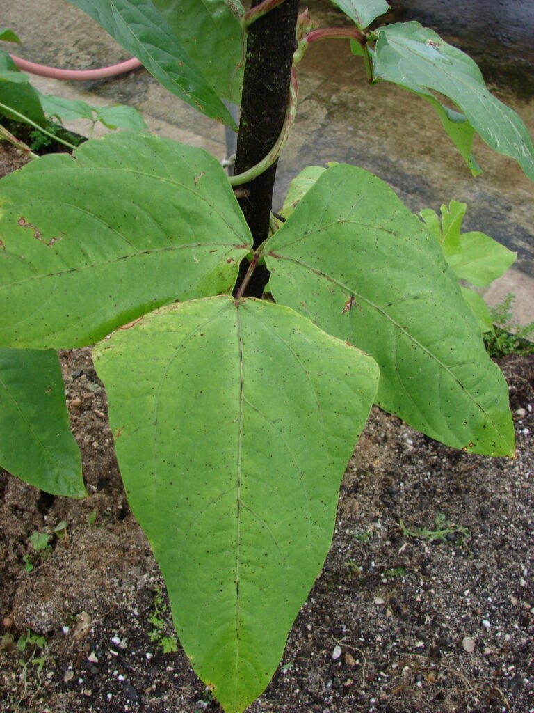 Cowpea - Vigna unguiculata