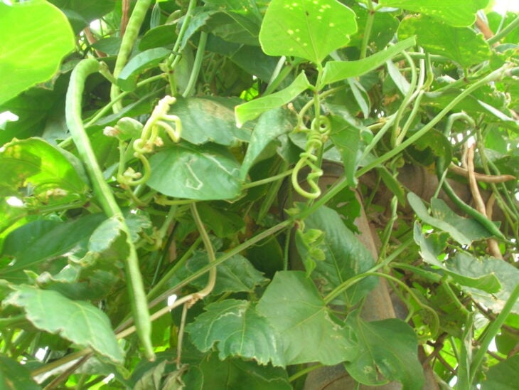 Cowpea - Vigna unguiculata