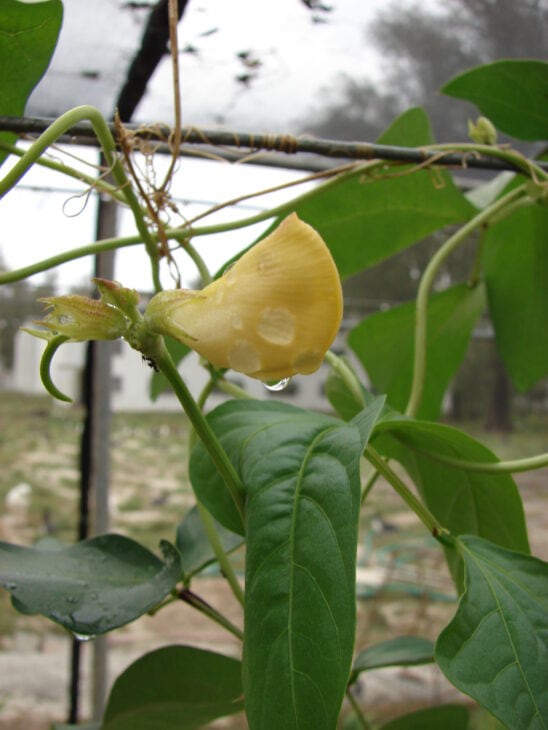 Cowpea - Vigna unguiculata