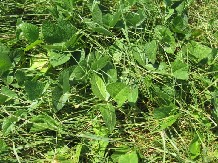 Cowpea - Vigna unguiculata