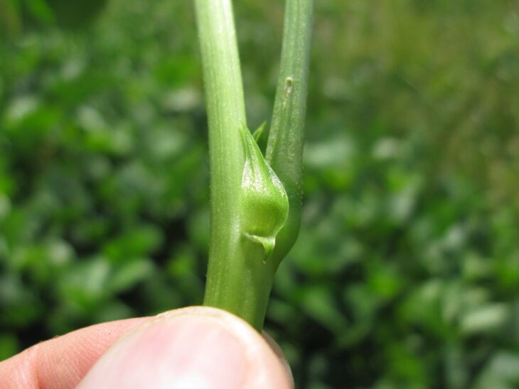 Cowpea - Vigna unguiculata