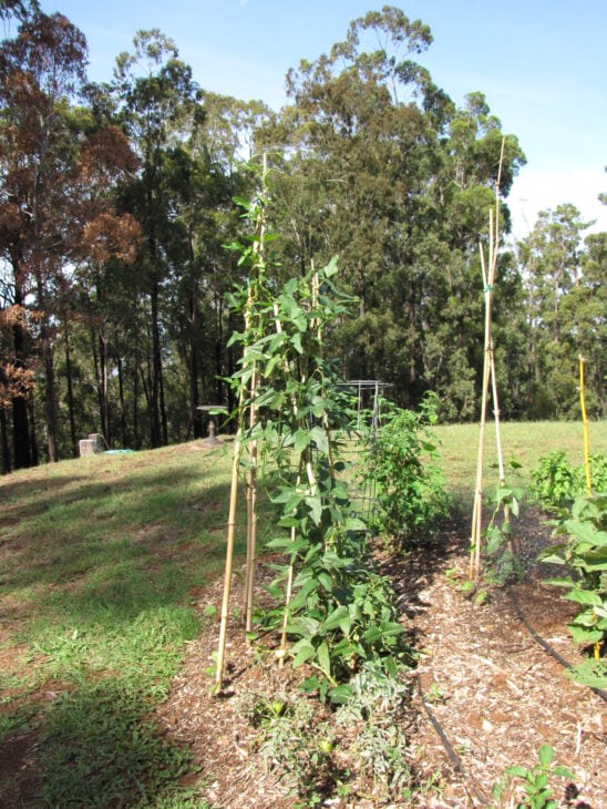 Cowpea - Vigna unguiculata