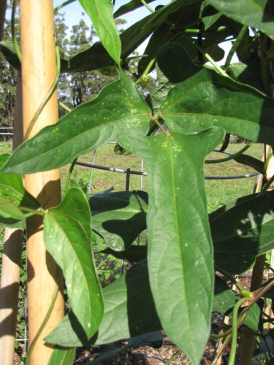 Cowpea - Vigna unguiculata