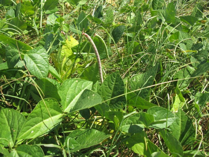 Cowpea - Vigna unguiculata