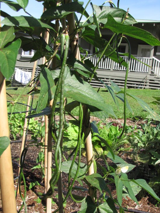 Cowpea - Vigna unguiculata