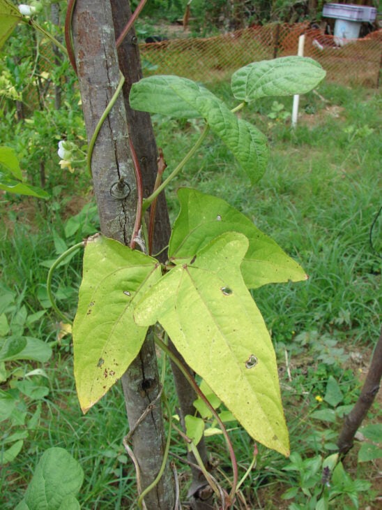 Cowpea - Vigna unguiculata