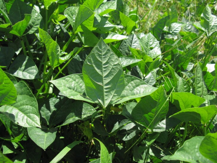 Cowpea - Vigna unguiculata