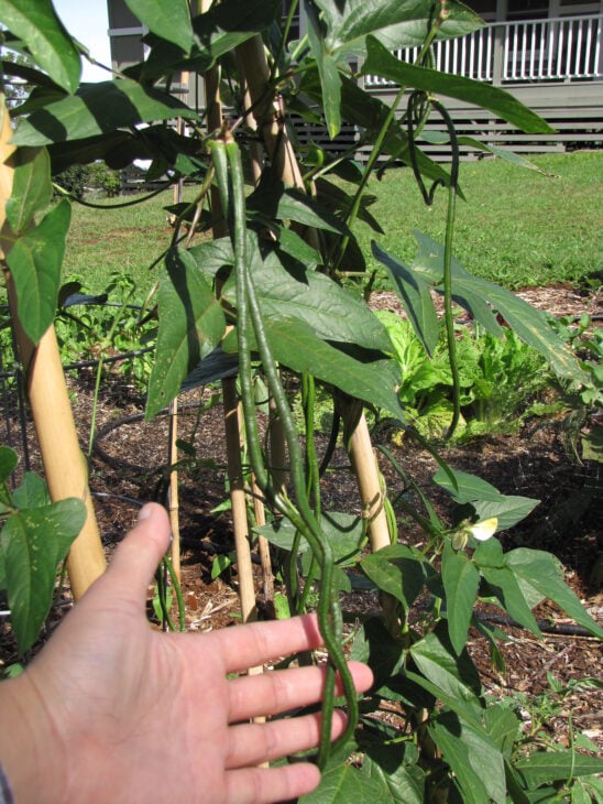 Cowpea - Vigna unguiculata