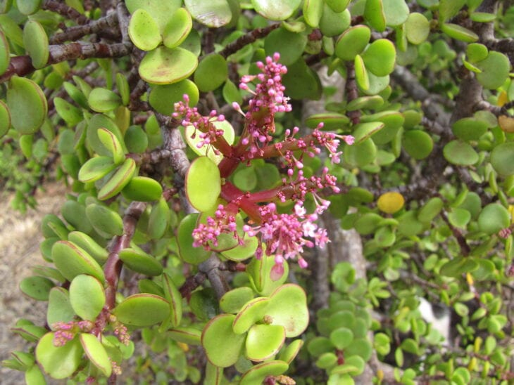 Dwarf Jade - Portulacaria afra