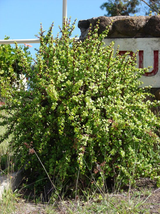 Dwarf Jade - Portulacaria afra