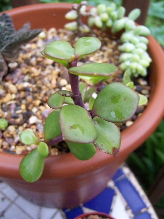 Dwarf Jade - Portulacaria afra