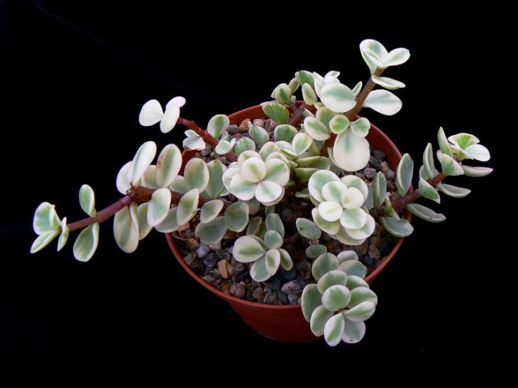 Dwarf Jade - Portulacaria afra