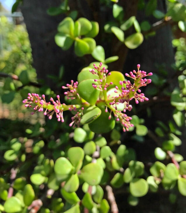 Dwarf Jade - Portulacaria afra