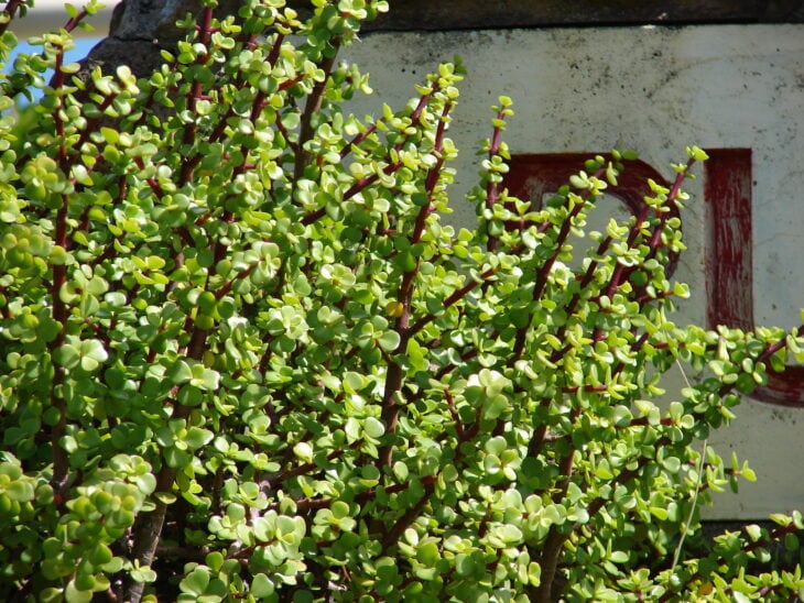 Dwarf Jade - Portulacaria afra