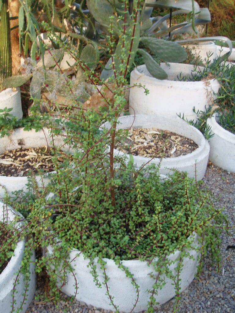 Dwarf Jade - Portulacaria afra