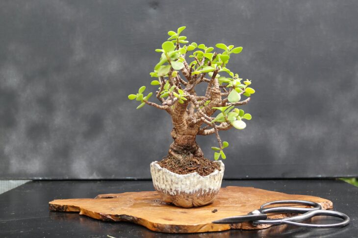 Dwarf Jade - Portulacaria afra