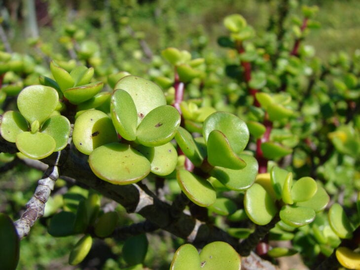 Dwarf Jade - Portulacaria afra
