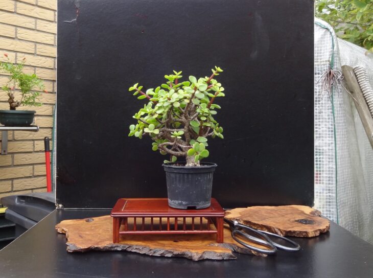 Dwarf Jade - Portulacaria afra