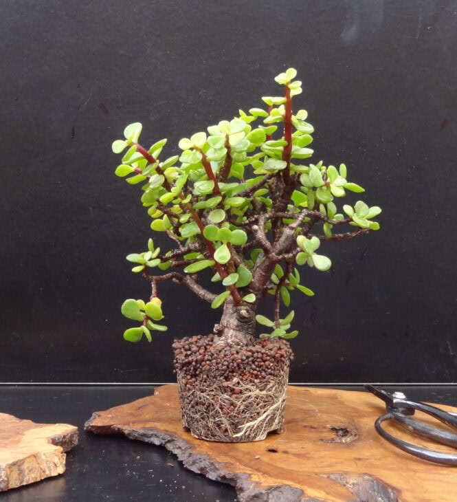 Dwarf Jade - Portulacaria afra