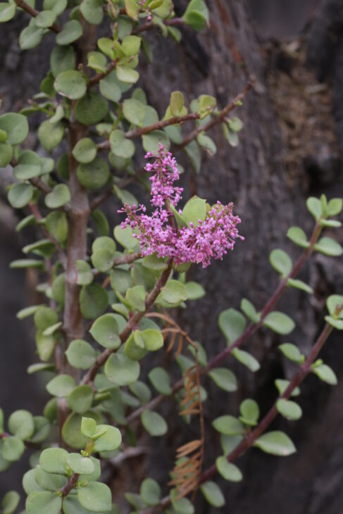 Dwarf Jade - Portulacaria afra