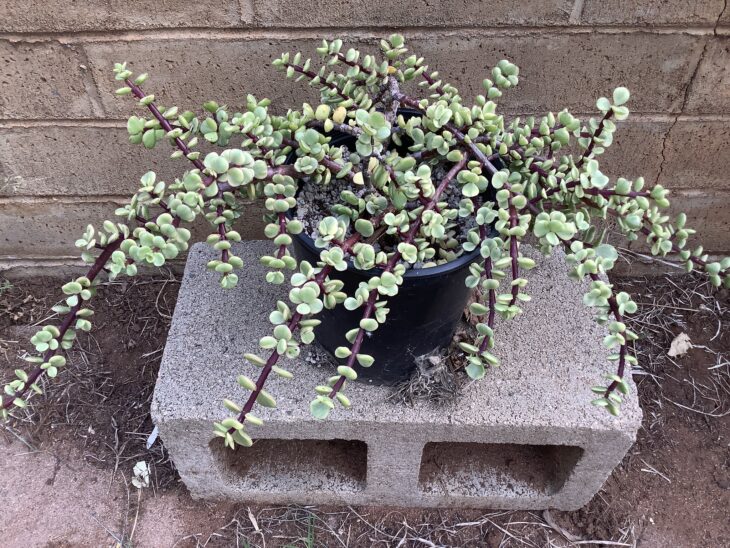 Dwarf Jade - Portulacaria afra