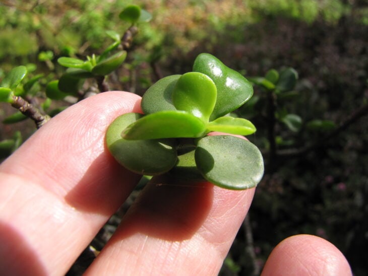 Dwarf Jade - Portulacaria afra