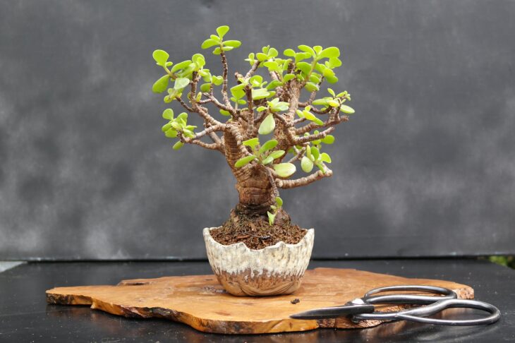 Dwarf Jade - Portulacaria afra