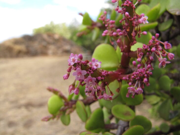 Dwarf Jade - Portulacaria afra