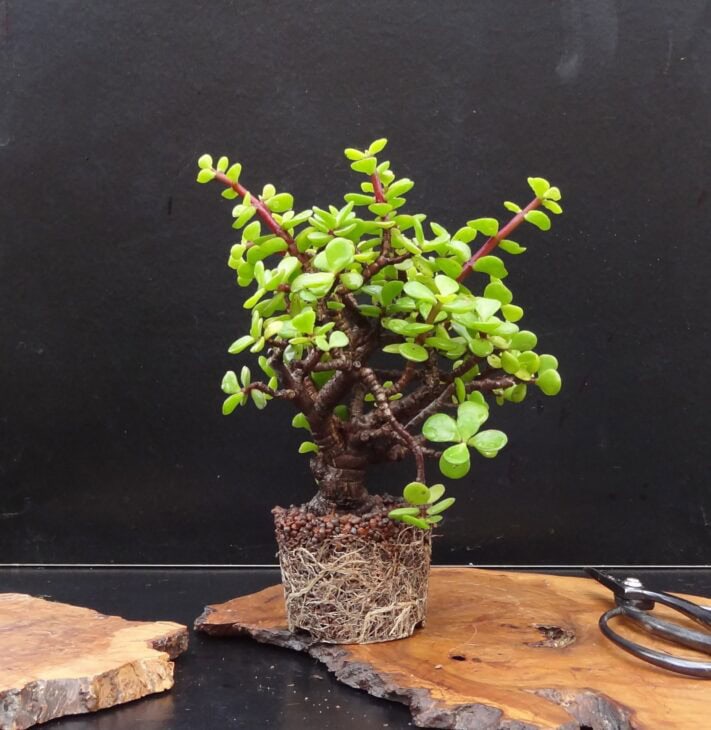Dwarf Jade - Portulacaria afra
