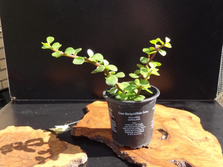 Dwarf Jade - Portulacaria afra