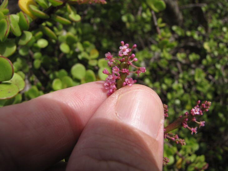 Dwarf Jade - Portulacaria afra