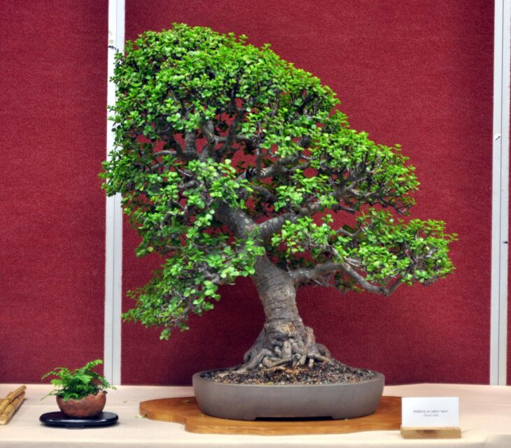 Dwarf Jade - Portulacaria afra - Bonsai