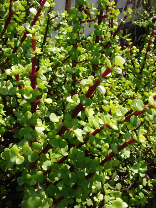 Dwarf Jade - Portulacaria afra