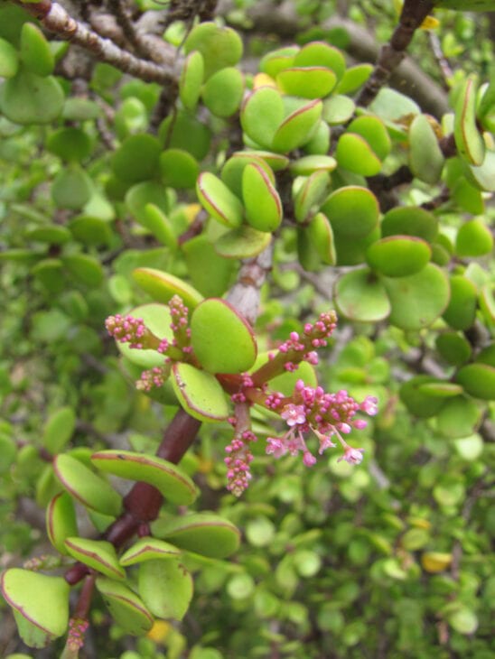 Dwarf Jade - Portulacaria afra