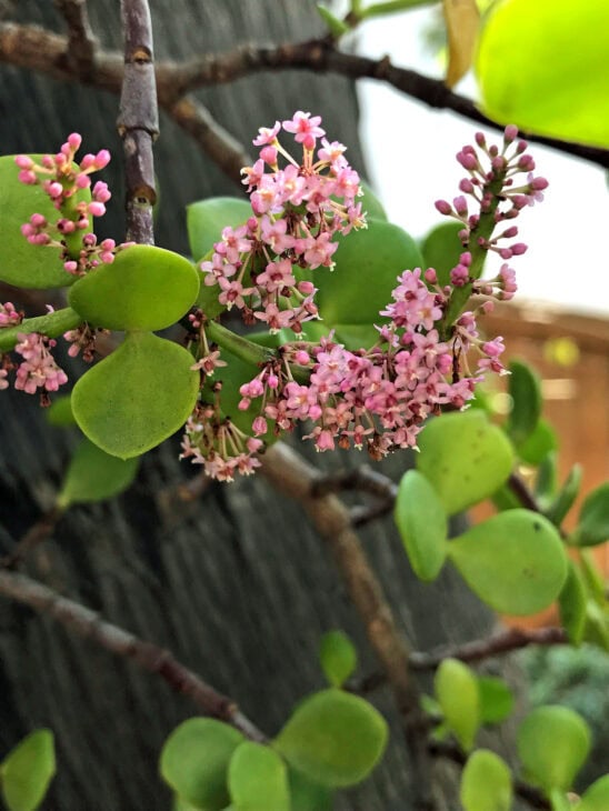 Dwarf Jade - Portulacaria afra