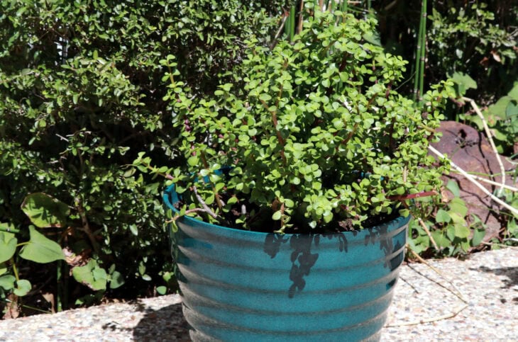 Dwarf Jade - Portulacaria afra