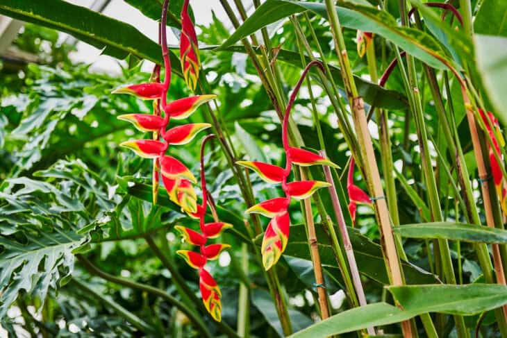False Bird Of Paradise - Heliconia rostrata
