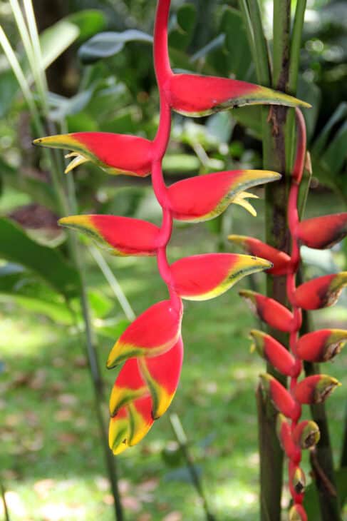 False Bird Of Paradise - Heliconia rostrata