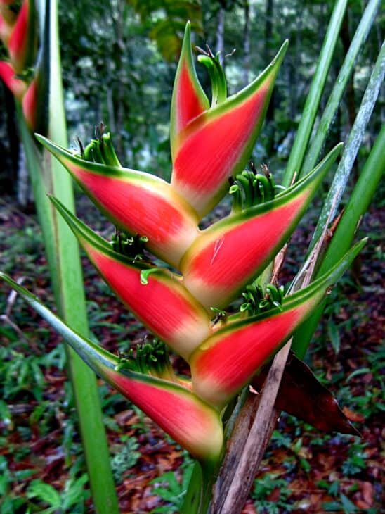 False Bird Of Paradise - Heliconia rostrata
