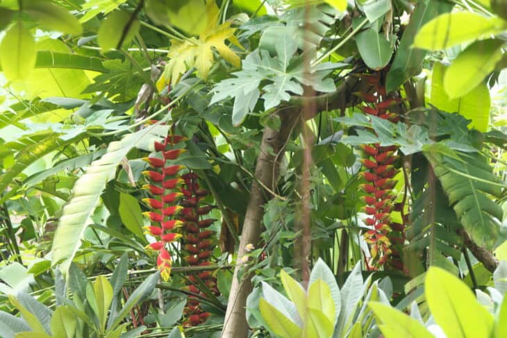 False Bird Of Paradise - Heliconia rostrata
