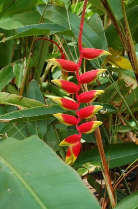 False Bird Of Paradise - Heliconia rostrata