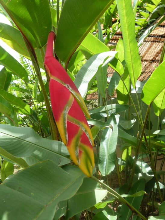False Bird Of Paradise - Heliconia rostrata